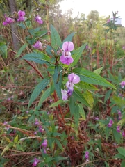 Impatiens glandulifera