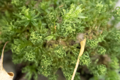 Atrichum altecristatum