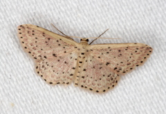 Idaea punctatissima