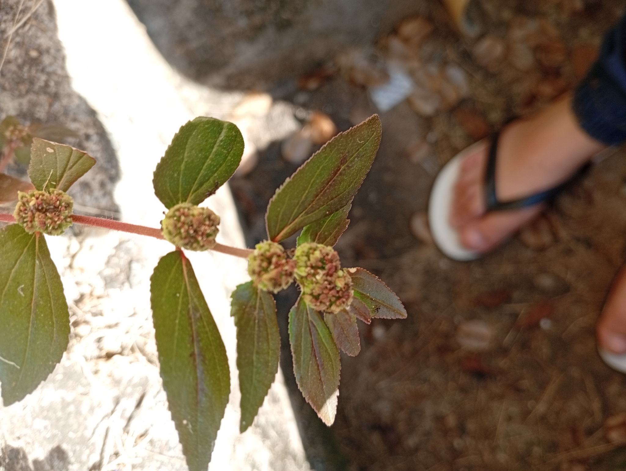 Euphorbia hirta