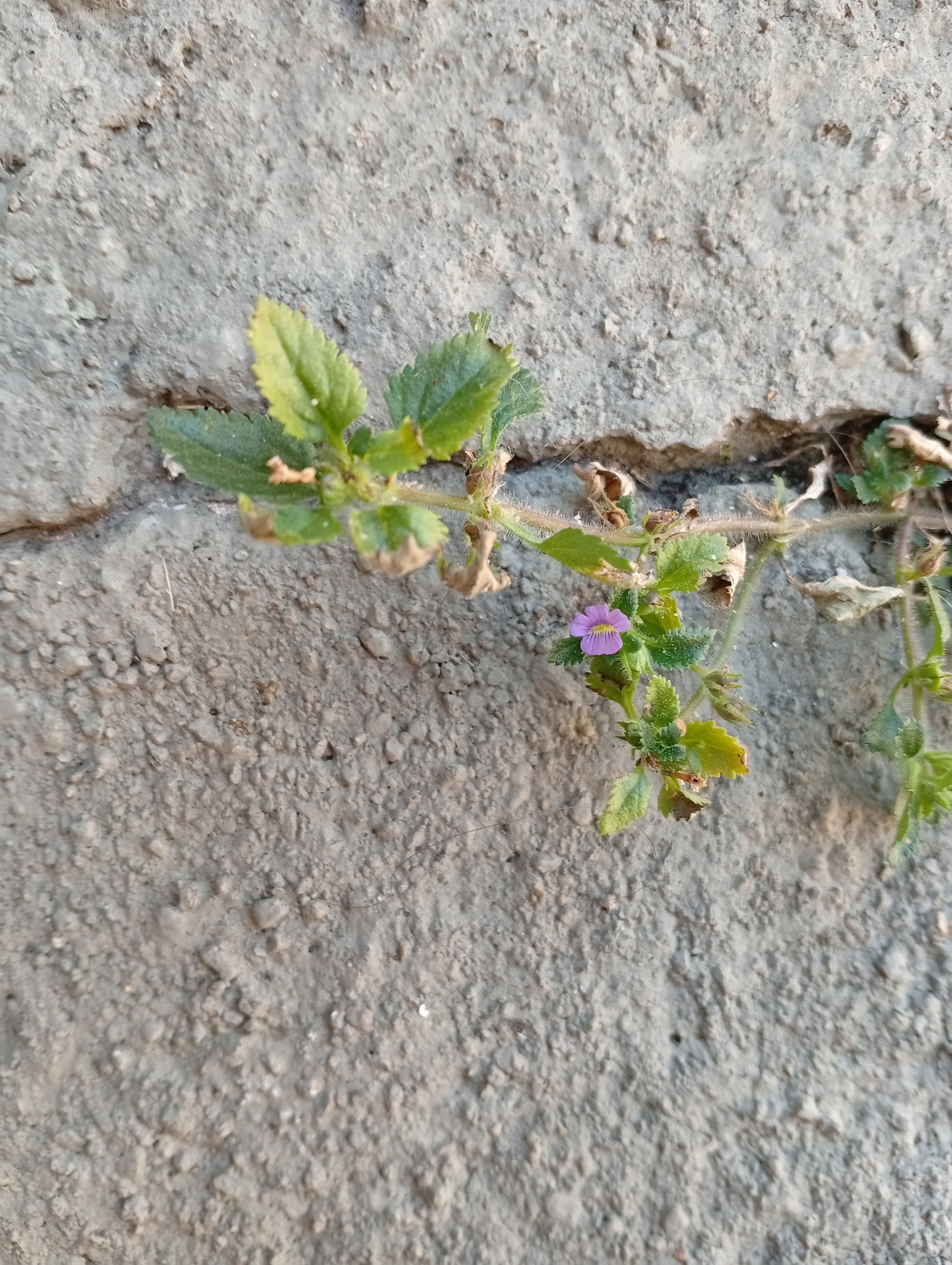 Stemodia verticillata