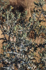 Argemone ochroleuca