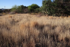 Poaceae