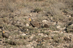 Pternistis leucoscepus