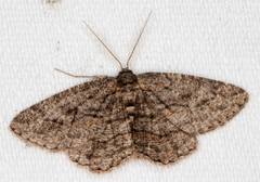 Zermizinga sinuata