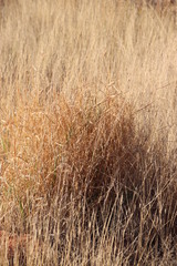 Poaceae