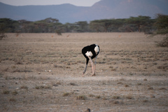 Struthio molybdophanes