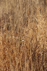 Poaceae