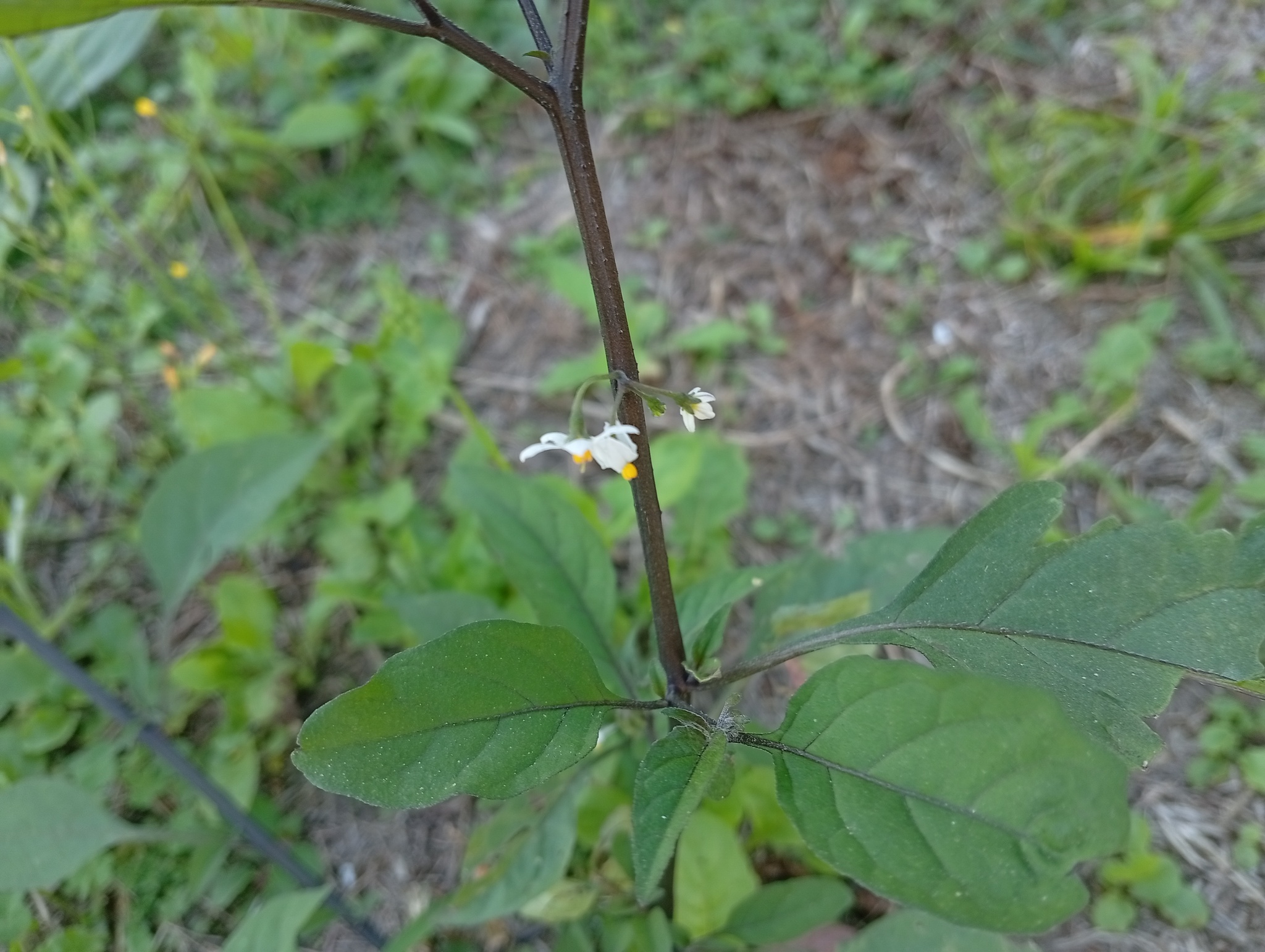Solanum americanum