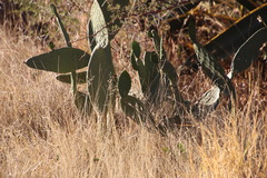 Opuntia ficus-indica