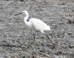 Egretta garzetta nigripes