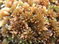 Sphagnum fuscum