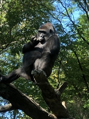 Gorilla