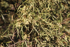 Searsia lancea