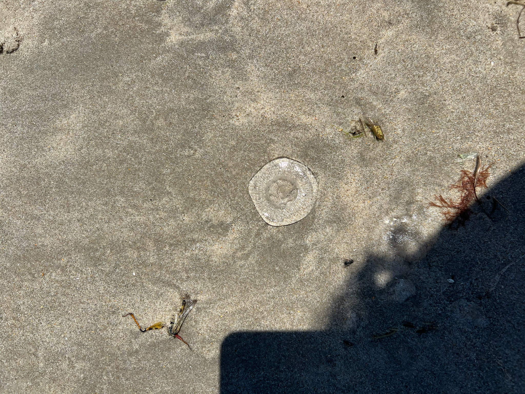Rhacostoma atlanticum L.Agassiz, 1851