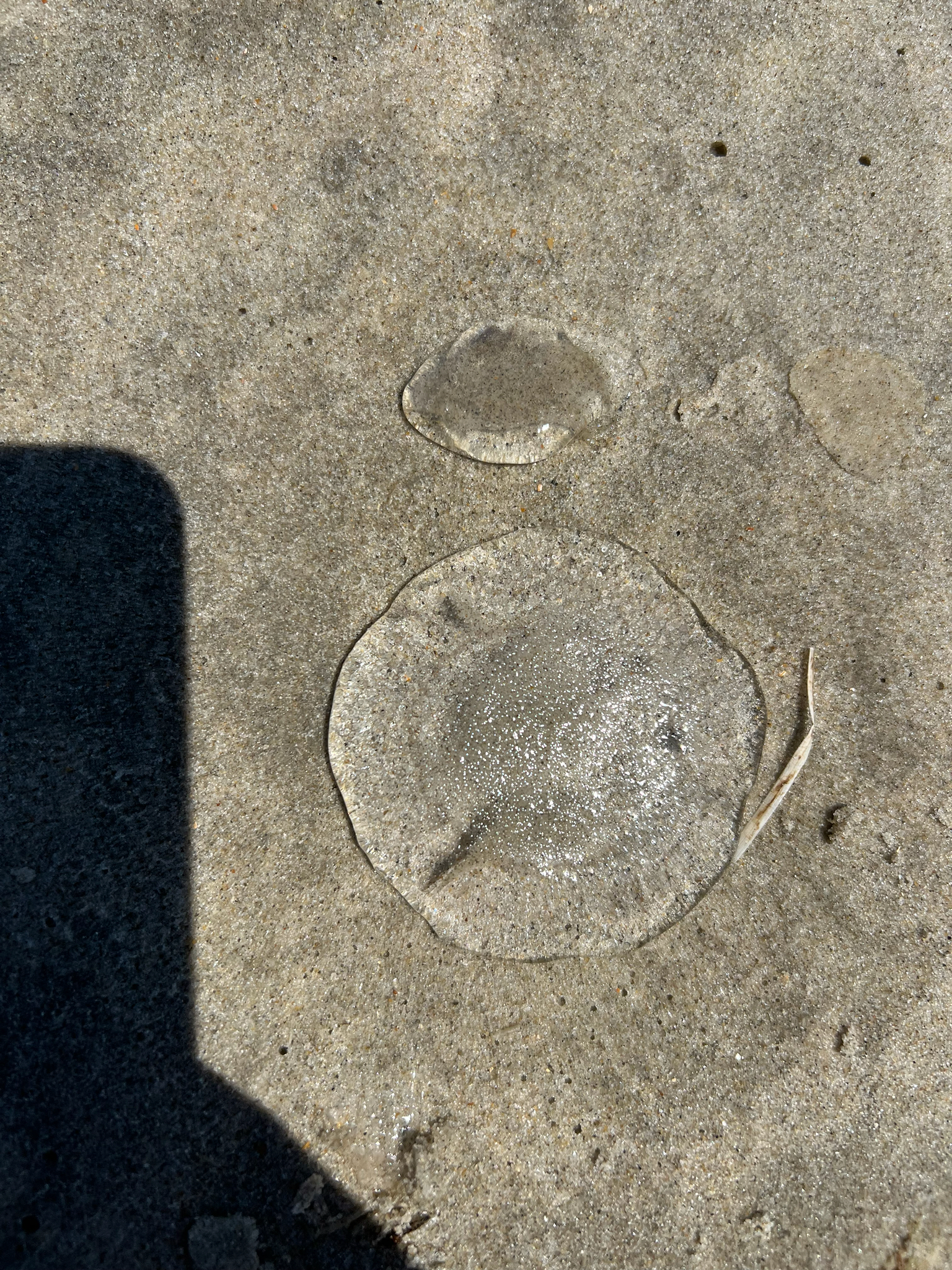 Rhacostoma atlanticum L.Agassiz, 1851