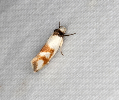 Antipterna trilicella