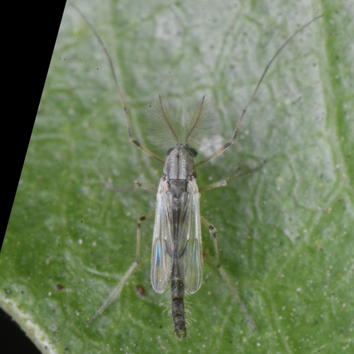 Dicrotendipes californicus