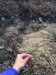 Rhynchospora knieskernii