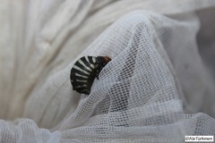 Leptinotarsa behrensi