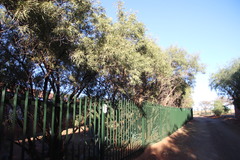 Searsia lancea