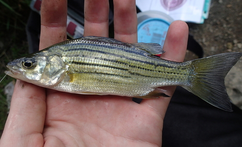 Yellow Bass