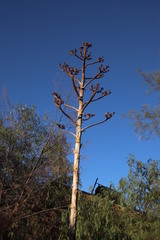 Agave americana