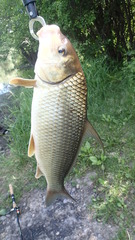 Carpiodes cyprinus