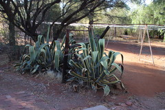 Agave americana
