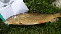 Moxostoma erythrurum