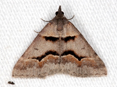 Dichromodes atrosignata