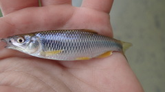 Cyprinella spiloptera