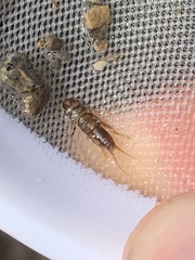 Hesperoperla pacifica