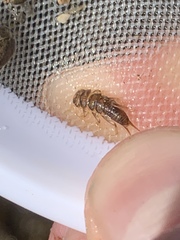 Hesperoperla pacifica