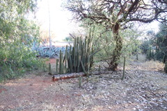 Nyctocereus serpentinus