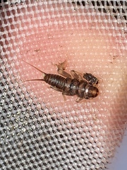 Hesperoperla pacifica