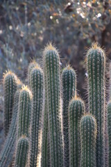 Nyctocereus serpentinus