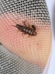 Hesperoperla pacifica