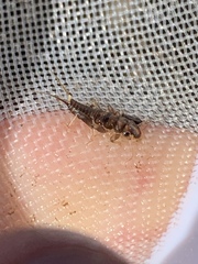 Hesperoperla pacifica