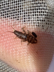 Hesperoperla pacifica