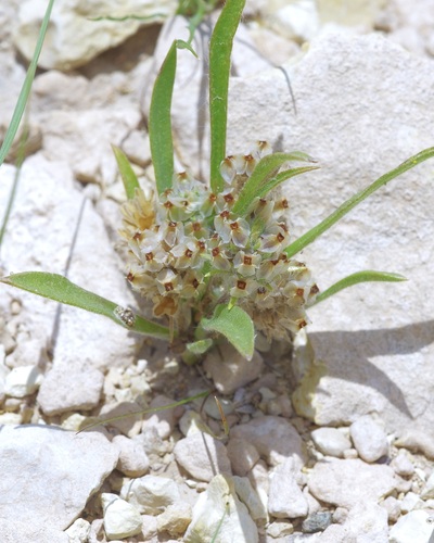 Heller's Plantain (Plantago helleri)