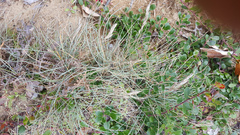 Festuca ammobia