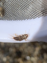 Hesperoperla pacifica