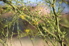 Parkinsonia africana