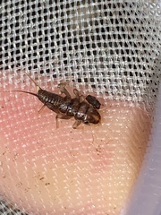 Hesperoperla pacifica