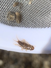 Hesperoperla pacifica