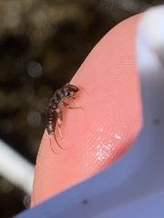 Hesperoperla pacifica