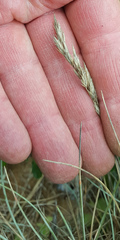 Festuca ammobia