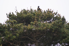 Coragyps atratus foetens