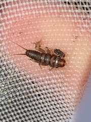 Hesperoperla pacifica